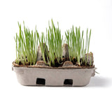 Egg Coloring & Seed Growing Kit - DIY Easter/Spring Craft